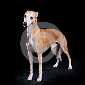 Beautiful English Whippet dog