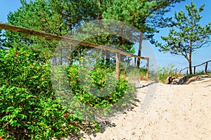 Beautiful entrance to the beach from the forest