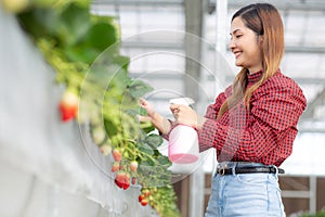 Beautiful entrepreneur young asian woman standing and watering strawberry plants in farm at greenhouse.