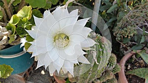 The beautiful Epiphyllum oxypetalum flower in garden photo