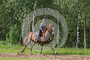 Beautiful equestrian woman horseback ride her race  horse in forest road at sunset