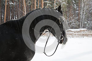 The beautiful equine in the paddock