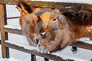 Beautiful Equus przewalskii caballus on a snowy road