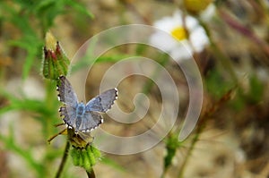 Beautiful colours of Eros Blue butterfly, wings spread on a dandelion head. photo