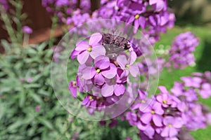 Beautiful Erysimum Bowles Mauve