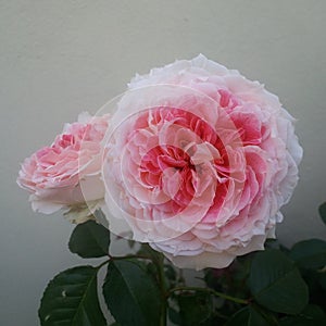 beautiful esar rose in full flower disclosure in summer photo