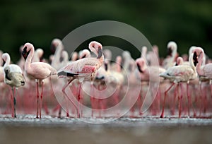 Beautiful esser Flamingos, Bogoria lake