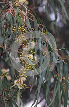 beautiful eucalyptus flowers and leaves