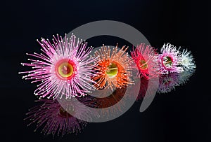 Beautiful Eucalyptus flowers in Pink, Orange, Red, Pink, and white, isolated on black