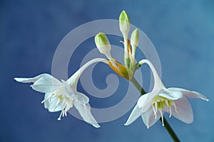 Beautiful Eucharis, the English name Amazon lily, flower close up against blue background