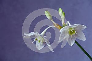 Beautiful Eucharis, the English name Amazon lily, flower close up against blue background