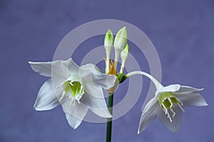 Beautiful Eucharis, the English name Amazon lily, flower close up against blue background