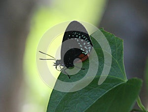 Beautiful Eumaeus toxea butterfly