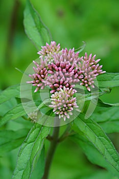 Beautiful Eupatorium cannabinum flower with closed buds on a natural blurred background