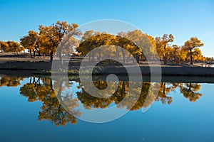 Those beautiful Euphratica trees of Ejin