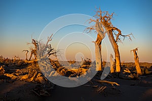 Those beautiful Euphratica trees of Ejin