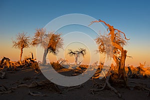 Those beautiful Euphratica trees of Ejin