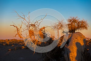 Those beautiful Euphratica trees of Ejin