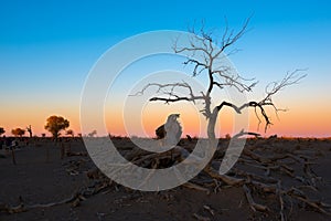 Those beautiful Euphratica trees of Ejin