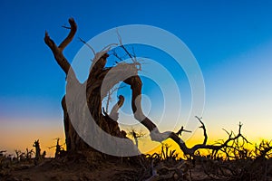 Those beautiful Euphratica trees of Ejin