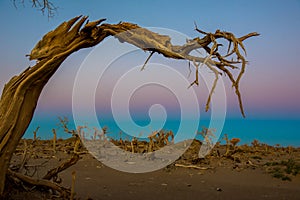 Those beautiful Euphratica trees of Ejin