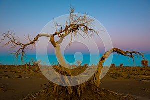 Those beautiful Euphratica trees of Ejin