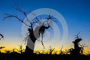 Those beautiful Euphratica trees of Ejin