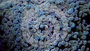 Beautiful euphyllia lps coral in coral reef aquarium tank.