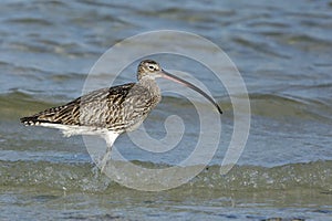 Beautiful Eurasian curlew