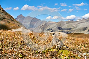 Beautiful Eurasian dotterel Charadrius morinellus