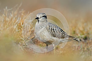 Beautiful Eurasian dotterel Charadrius morinellus