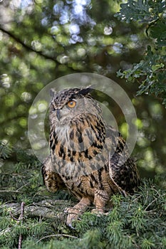 Beautiful Eurasian Eagle owl Bubo bubo on a branch in a tree.