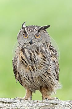 Beautiful Eurasian Eagle owl Bubo bubo on a tree trunk.