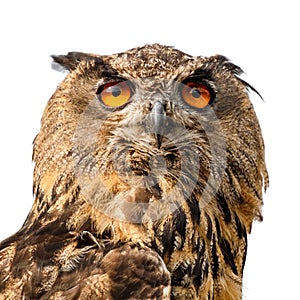 Beautiful eurasian eagle owl portrait