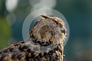 Beautiful eurasian eagle owl portrait