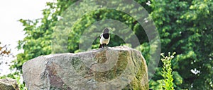 Beautiful Eurasian or European magpie, Common magpie bird perching on a stone.