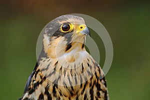 Beautiful Eurasian hobby Falco subbuteo