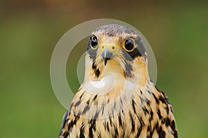 Beautiful Eurasian hobby Falco subbuteo