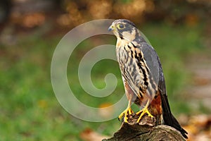 Beautiful Eurasian hobby Falco subbuteo