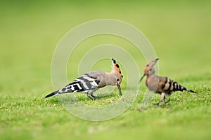 Beautiful eurasian hoopoe