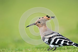 Beautiful eurasian hoopoe bird head closeup