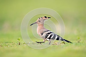 Beautiful eurasian hoopoe closeup