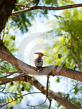 Beautiful eurasian hoopoe (upupa epops) sitting in a tree