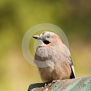 Beautiful eurasian jay