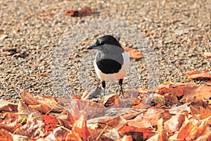 Beautiful Eurasian magpie, European magpie, Common magpie Pica pica bird searching for food amid pile of fallen leaves