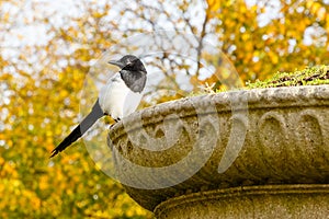 Beautiful Eurasian magpie perching on a stone plant pot in Regent`s Park of London photo