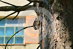 Beautiful Eurasian nuthatch climbing on the side of a tree