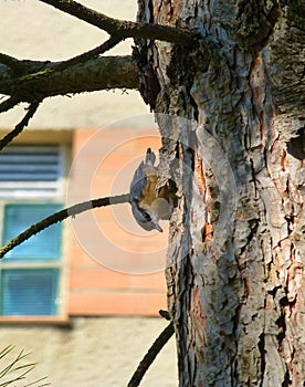 Beautiful Eurasian nuthatch climbing on the side of a tree