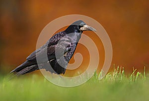 Beautiful eurasian rook Corvus frugilegus