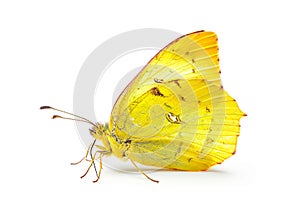 Beautiful Eurema Alitha Grass Yellow butterfly isolated on a white background. Side view